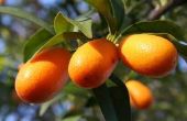 Hoe om te groeien citrusbomen in Louisiana