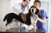 Nierfalen & gele braaksel bij honden