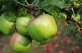How to Grow dwerg appelbomen