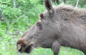 Ontario Moose jachtwetgeving voor niet ingezetenen