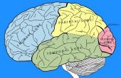 Linker hersenen & recht hersenen oefeningen