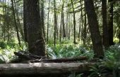 Gematigde regenwouden & hun bodemtypes