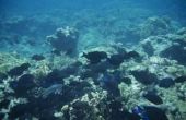 Wat soorten schimmels groeien in de Oceaan?