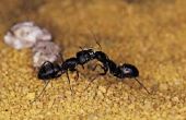 Hoe natuurlijk te ontdoen van mieren in de badkamer