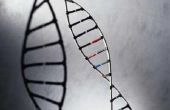 Hoe maak je een RNA & een DNA-Model
