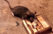 How to Kill ratten met vergif alternatieven