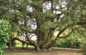 Planten die onder Cedar bomen kunnen groeien