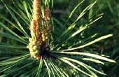 How to Sell antieke hart Pine