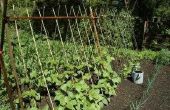Een lijst van verticale tuin groenten