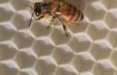 Hoe te verwijderen van bijenwas van meubilair