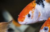 Hoe de zorg voor Koi vissen in een Aquarium