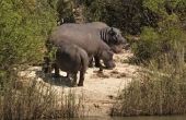 Lichaamsdelen van een nijlpaard