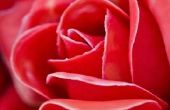 Wat zijn de betekenissen van verschillende kleuren van rozen
