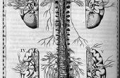 Thalamus zenuwpijn