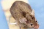 Hoe om te voorkomen dat muizen kauwen op een gasleiding