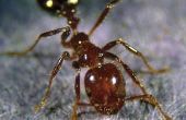 How to Get Rid van mieren in uw tuin gemakkelijk