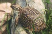 Het opzetten van een Tank voor een doosschildpad