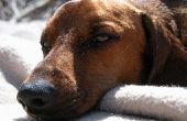 Canine botulisme symptomen