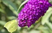 De rassen van de dwerg Butterfly Bush