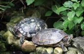 Feiten over de vijver schildpadden