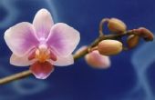 Hoe Pot een orchidee