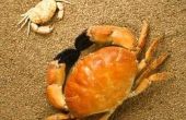 Wat eet zand krabben?