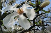 De symboliek van de bloem Magnolia