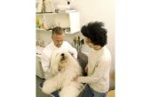 Hoe te herkennen van de symptomen van de ziekte van Lyme bij honden