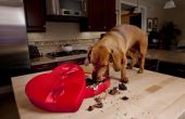 Chocolade vergiftiging symptomen bij honden