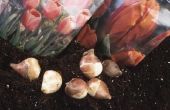How to Grow tulpen in Water