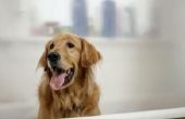 Is het beter om een huisdier met zeep of Shampoo te wassen?