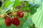 How to Plant Raspberry struiken