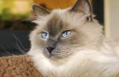 Wat soorten katten hebben blauwe ogen?
