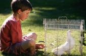 Feiten over de aanpassing van duiven voor kinderen