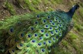 Wat zijn de kleuren in een pauw de veren?