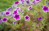 How to Care for Petunia 's
