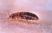 Wat Kills Bed Bugs?