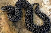 Nonvenomous slangen van Tennessee