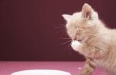Hoe lang duurt het voordat een moeder kat een geadopteerde Kitten accepteert?