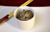 How to Care for Chinese dwerg Hamsters