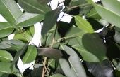 Wittevlieg Ficus behandeling