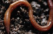 Hoe maak je een Worm Shocker van grond