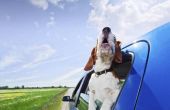 Florida wetten op huisdieren in auto 's