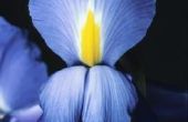 Iris bloem botanische namen