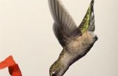 Waarom kolibrie eten Is rood