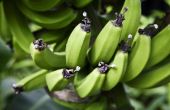 Gebruik van de bananen Plant