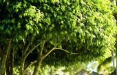 Hoe Plant & zorg voor een zwarte missie vijgenboom