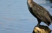 Hoe te identificeren van Florida watervogels