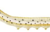 De soorten gele Caterpillar Bugs