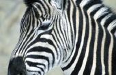 Wetenschappelijke verschillen van paarden en Zebra 's